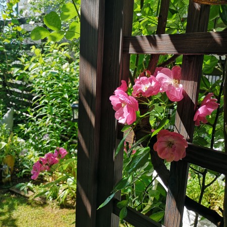 ５月の庭/つるバラ・アンジェラ