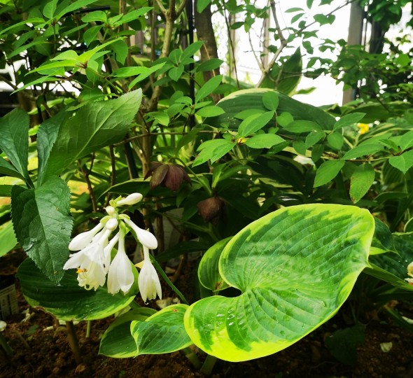 ホスタの白い花