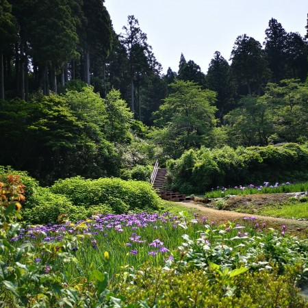 千古の家/花菖蒲園