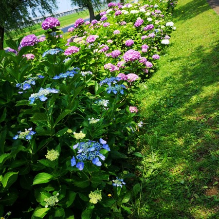 木場潟湖/紫陽花