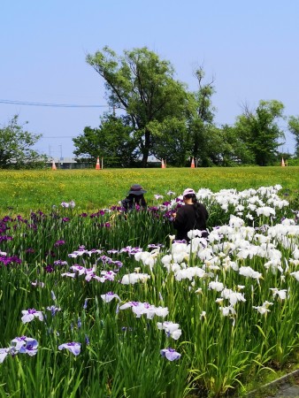 花菖蒲の花柄つみ