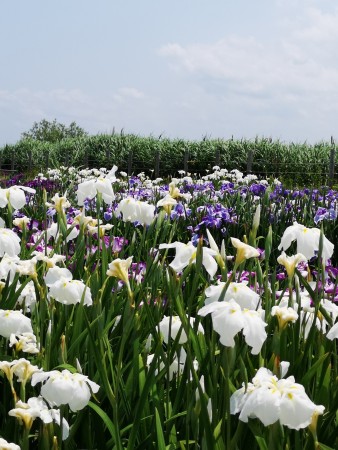 木場潟公園/花菖蒲園