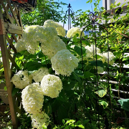 紫陽花・アナベル