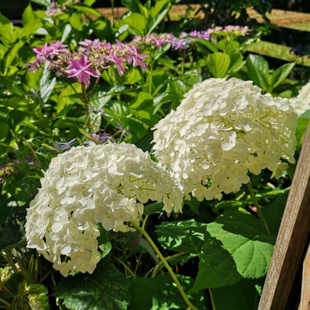 紫陽花アナベル