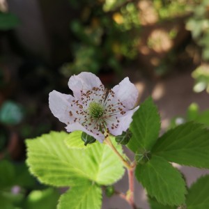 ブラックベリーの花