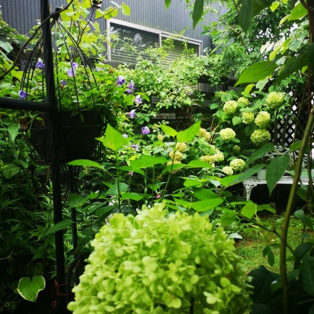 ライムグリーン色の庭