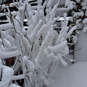 雪の花