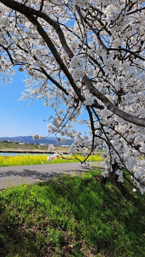 鯖江市内の日野川堤防に咲く桜と菜