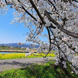 鯖江市内の日野川堤防に咲く桜と菜