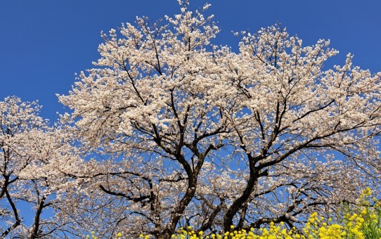 鯖江市内の日野川堤防に咲く桜と菜の花