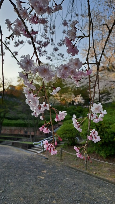 西山公園/夜桜