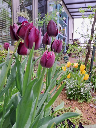 チュリップ・クインオブナイト/チューリップ・ミスコディード