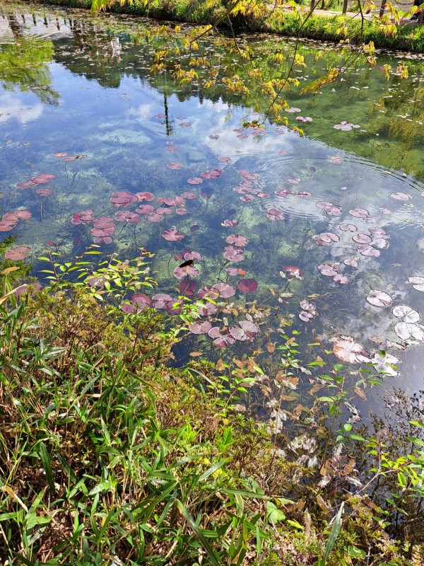 名もなき池「モネの池」