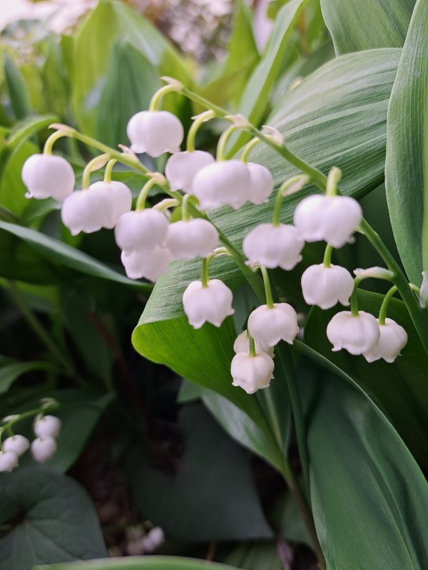 スズランの花