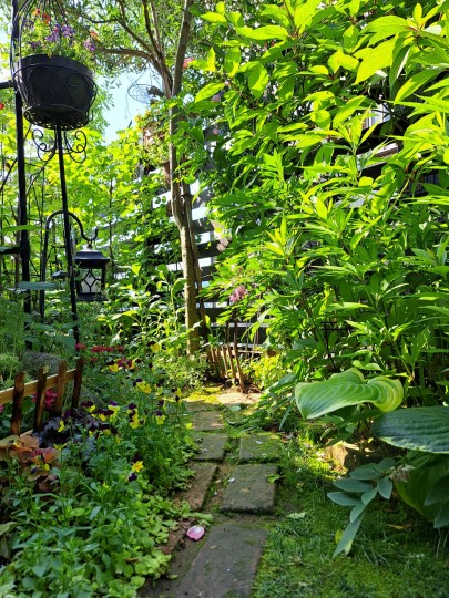 ６月の庭/庭の小道