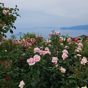 レインボーライン山頂の薔薇園
