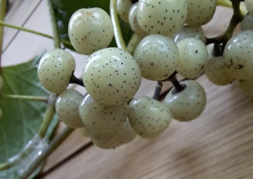 ノブドウの白い実