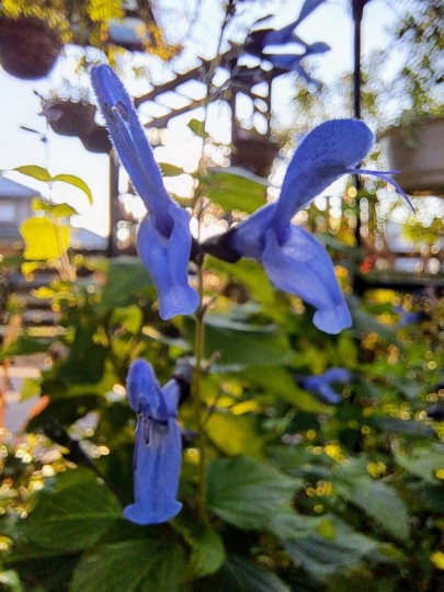 深みのある青色のガクと明るい水色の花穂のグラデーションが美しい印象のサルビアで、2021年にデビューしました。