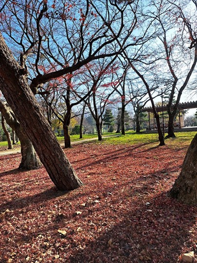 琵琶湖国定公園/落ち葉の絨毯