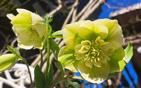 クリスマスローズ・sdミルキーグリーン