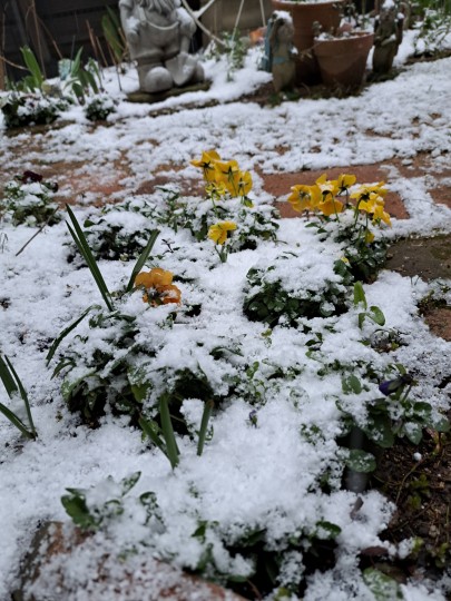 ３月の庭/なごり淡雪
