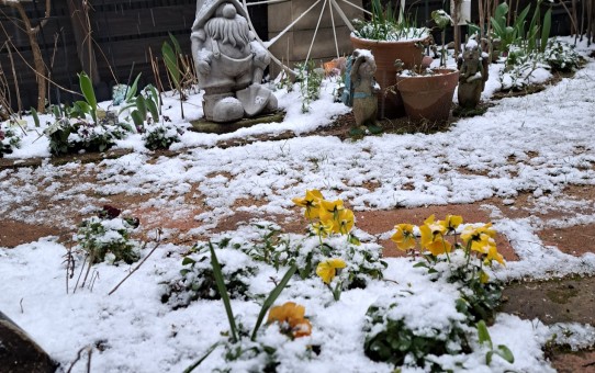 なごり淡雪の庭/３月