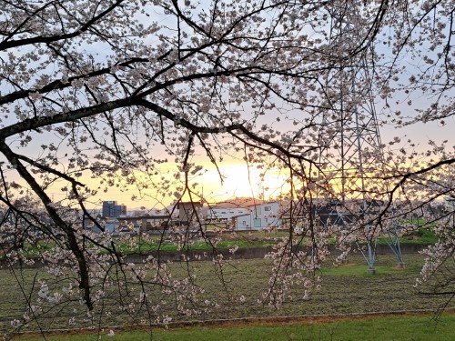 きらめきロード中河の桜と夕陽
