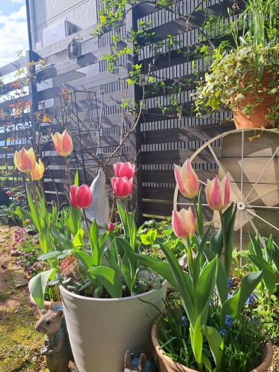 ４月の庭/チューリップ・ユーホロビア/ビオラア