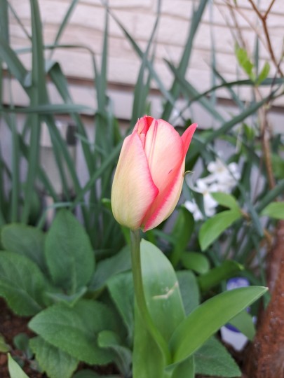 玄関前花壇常緑シャラの木株元で咲いたリップ