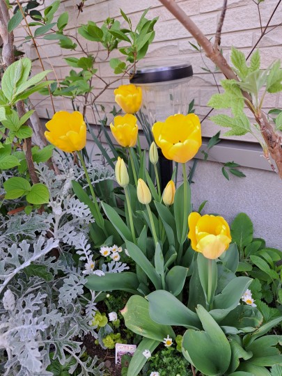 玄関前花壇/黄色いチューリップ