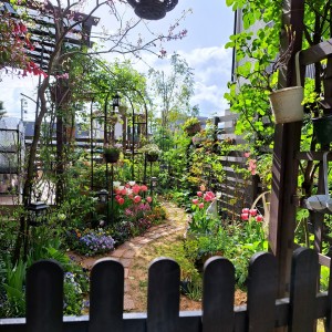 ４月の庭/アメリカハナズオウシルバークラウド/チュ－リップ