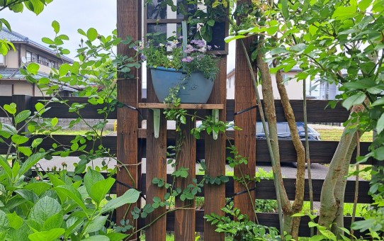 ５月の庭/DIYパーゴラ