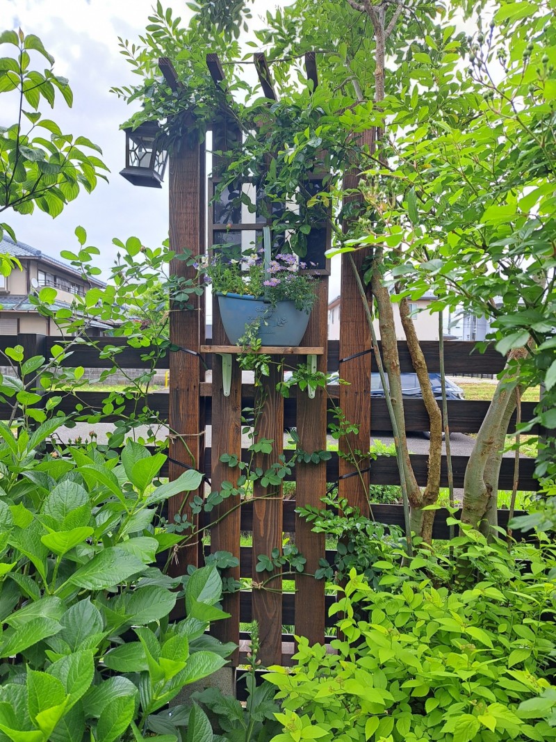 ５月の庭/DIYパーゴラ