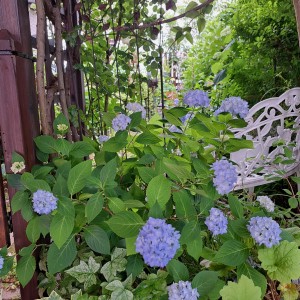 ６月の庭/アジサイ・霧島の恵み