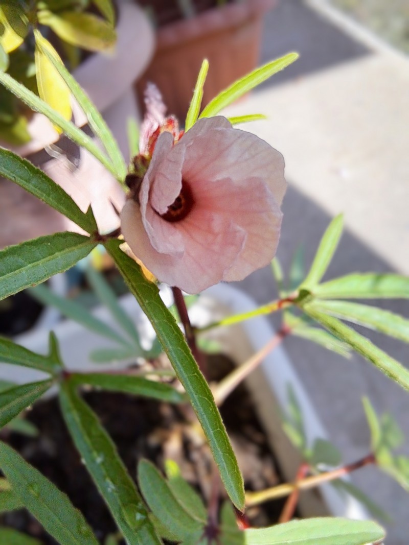 ローゼルの花