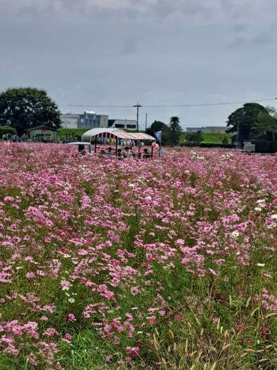 宮ノ下コスモス広苑/花トラ