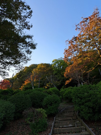 西山公園の紅葉