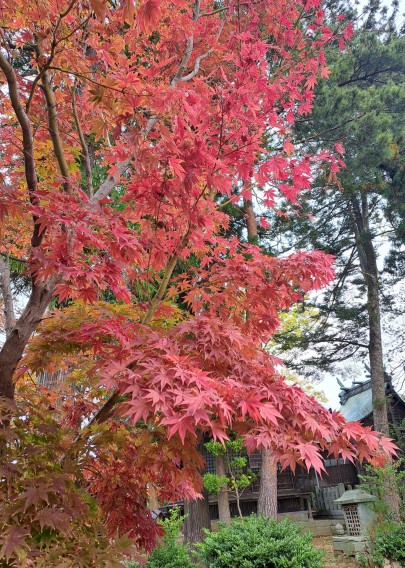 八幡神社の紅葉