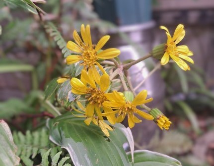 ツワブキの花