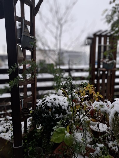 雪の庭/初雪