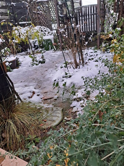 雪の庭/初雪