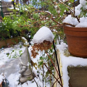 雪の庭/枯れアナベル