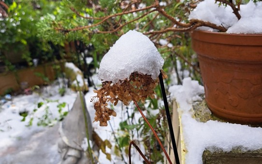 雪の庭/枯れアナベル