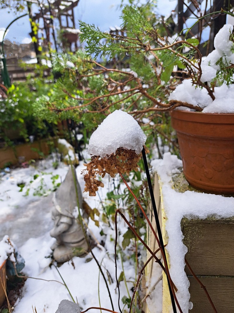 雪の庭/枯れアナベル