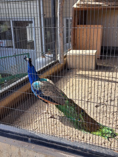 西山動物園/孔雀