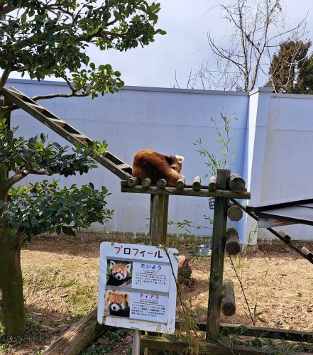 西山動物園　レッサーパンダ