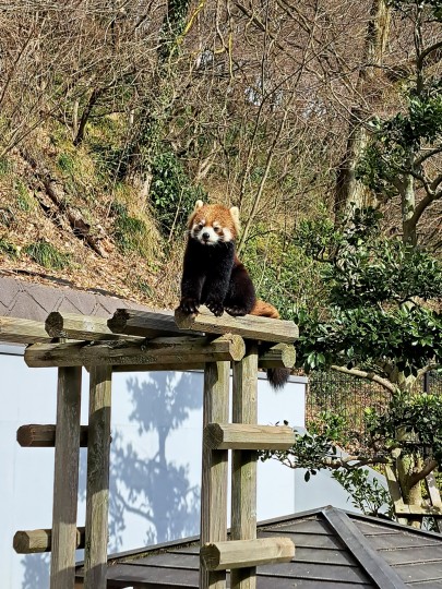 西山動物園　レッサーパンダ