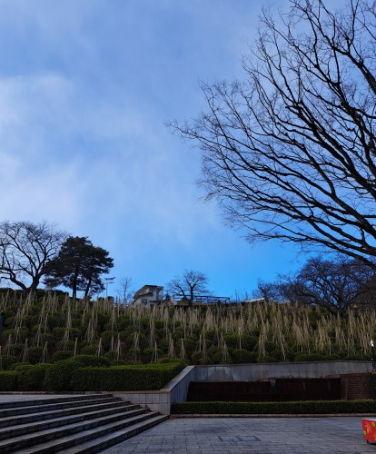 西山公園の雪吊り