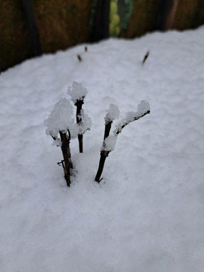 庭の雪景色