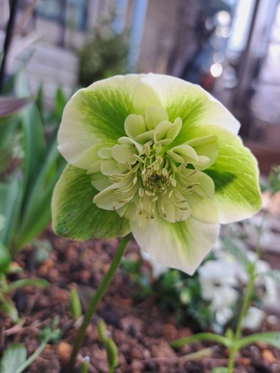 クリスマスローズ・ミルキーグリーン